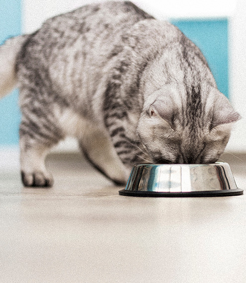 probióticos para gatos con diarrea